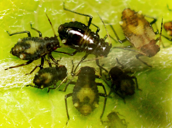 Various coloration patterns of smoky-winged aphids, Photo: Ophis